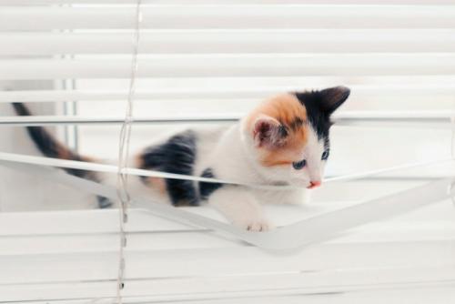 ブラインドを潜り抜ける三毛猫
