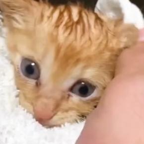 豪雨の日に保護された『小さな子猫』…立派に成長した『6年後の光景』に感動の声「素敵なお兄ちゃんになったね」「生きててくれてよかった」