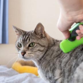 猫を満足させる『ブラッシング』のコツ4つ 理想的な頻度や嫌がる子へのアプローチ方法も
