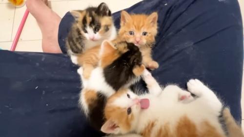 投稿主の膝の上に乗る4匹の子猫
