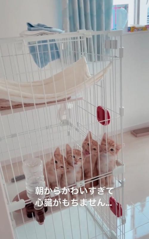 一生懸命鳴く子猫