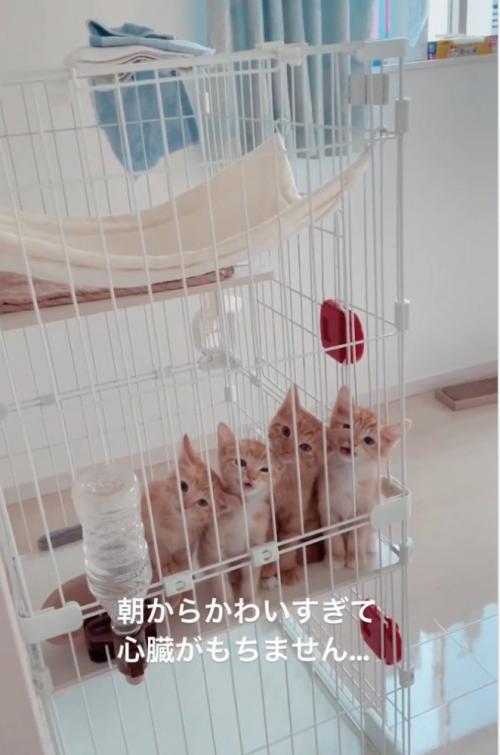 こちらを見つめる子猫