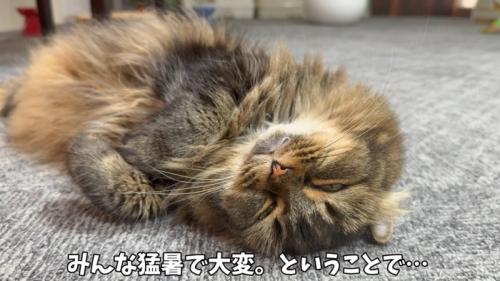 眠る猫
