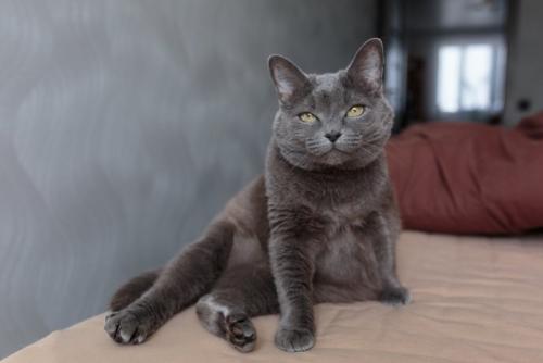 足を投げ出して座る猫
