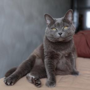 猫の『座り方』に異変を感じたときに疑われる病気5選 痛みを抱えているの?取るべき対処法まで