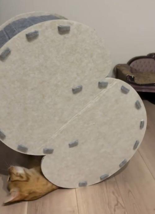 ハウスから顔が滑り出てきた猫1