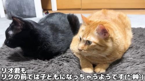 並んで座っている猫