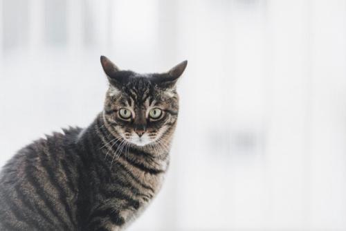 イカ耳の猫