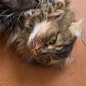 猛暑日、『猫たちの様子』を見ていると…ほっこりする『日常の光景』に癒される人が続出「みんな落ちてて可愛いw」「笑いと癒しをありがとう」