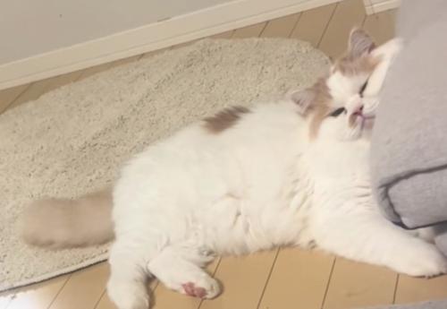 いじけている猫