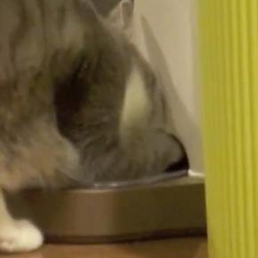 ふと見ると、自動給餌器の前にいた猫→前足を突っ込んで…思わず笑ってしまう行動が20万再生「めっちゃ可愛いw」「本当に賢いね」