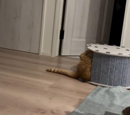 横倒しのハウスからおしりがはみ出す猫