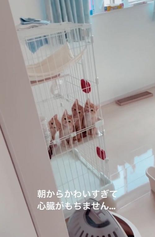 4匹の子猫