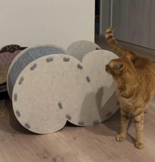 ハウス手前にいる猫