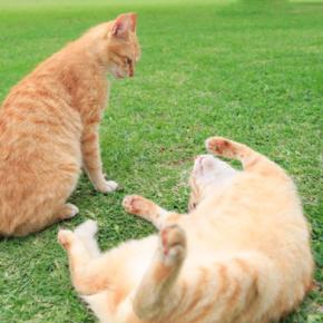 猫がケンカの最中に『お腹を見せる』理由とは 降参しているの?隠された意味をご紹介