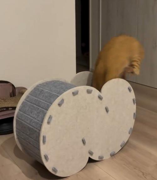 右からハウスに飛び込む猫