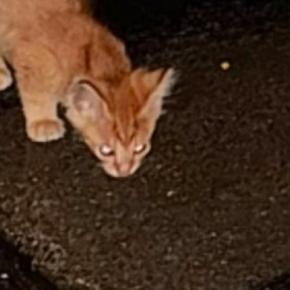 濡れた地面を必死に舐めていた、『ひとりぼっちの子猫』と出会った結果…涙あふれる結末が120万再生「よく頑張ったね」「本当によかった」