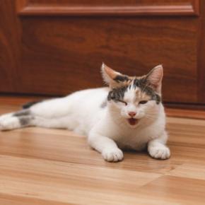 猫が『夏バテ』になっているときのサイン4つ 見逃せない症状から対処法まで解説