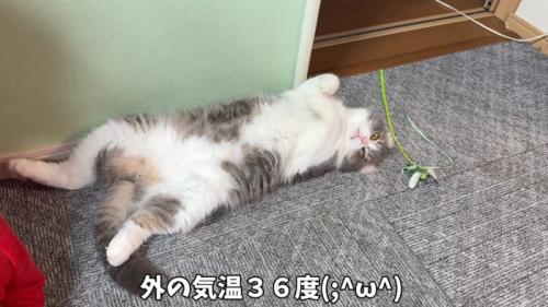 へそ天する猫