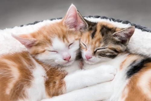 身を寄せ合って眠る子猫たち