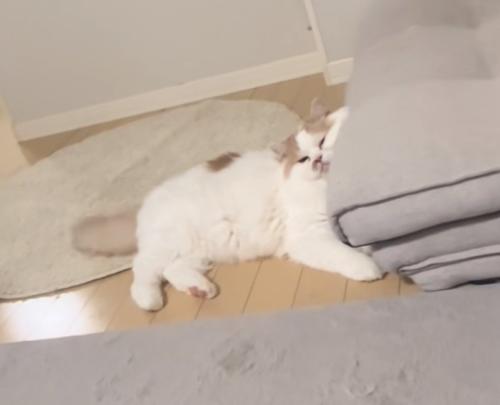 不満そうな猫