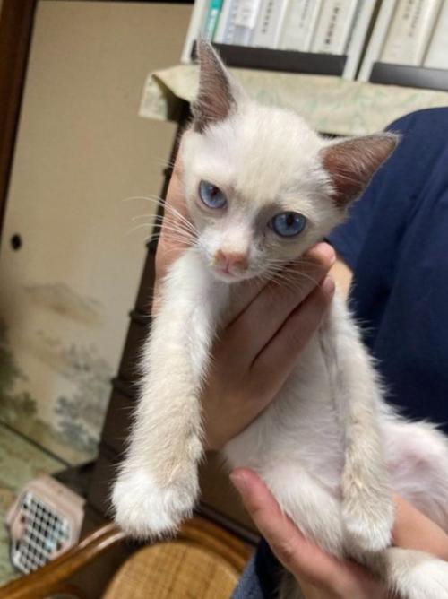 白い子猫