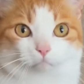 猫のお世話をするために泊まりにきてくれた友人→『朝ごはんの時間』になると…まさかの光景が34万再生「綺麗な流れ作業ｗｗ」「おもろいｗ」