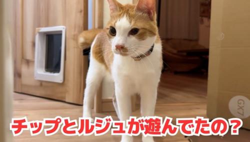 階段の上にいる猫