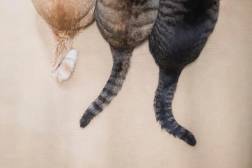 3匹のしっぽ