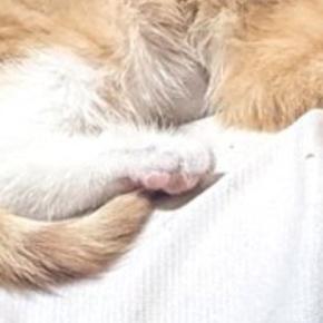 幸せそうに眠る保護子猫→『予想外の場所』に乗っていて…ほっこりする光景に８万いいね「あまりにも愛おしい」「安心するのかな」