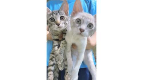 抱かれている子猫
