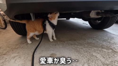 車のにおいを嗅ぐ猫