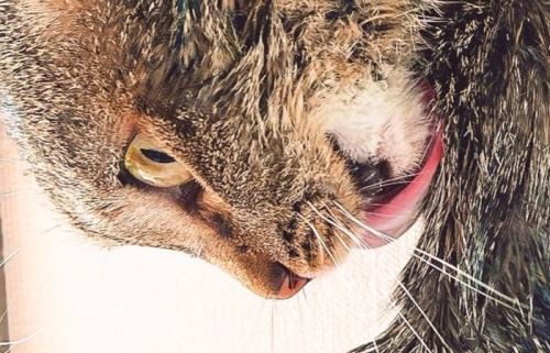 瞳孔が開いた猫
