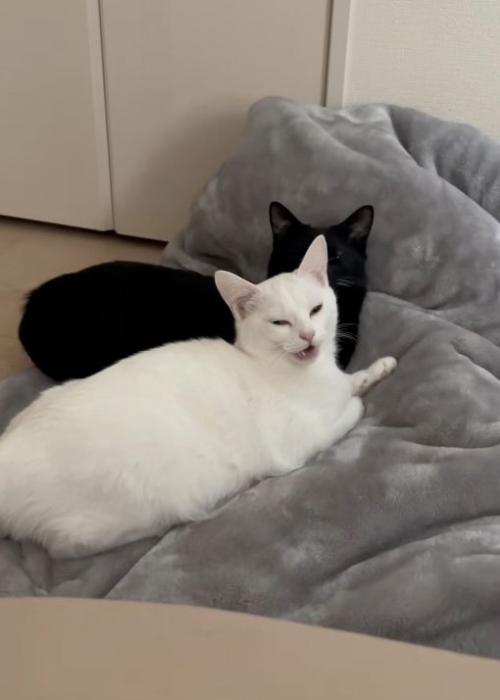 口を開く猫