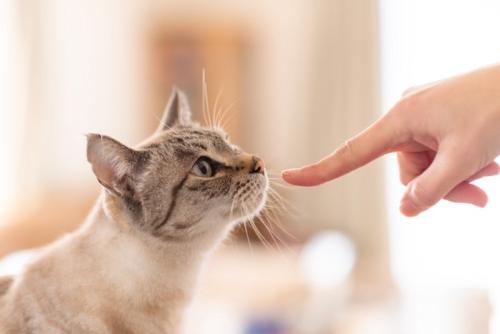 指先を嗅ぐ猫