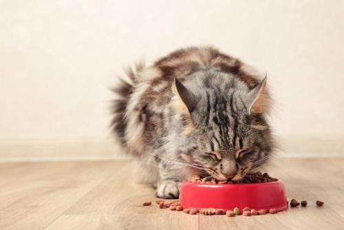 食べこぼす猫