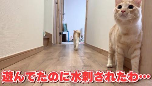 警戒した様子の猫