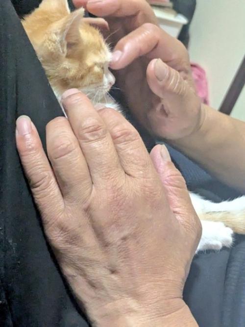 額をなでてもらっている子猫