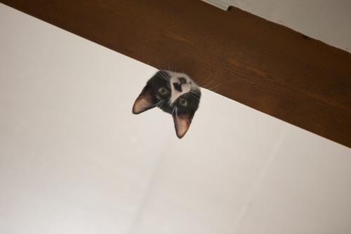 覗き込む猫