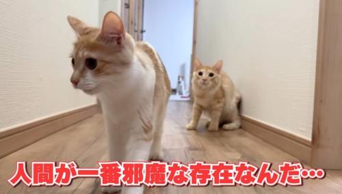 警戒した様子の2匹の猫