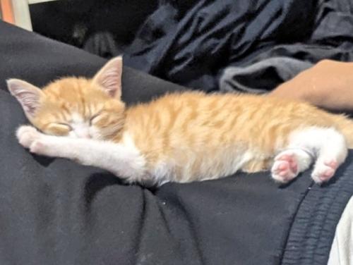 お父さんの足の上で伸びきって眠る子猫