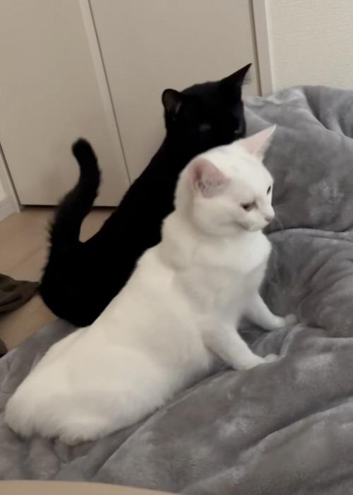 起き上がる猫