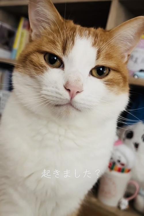 寝起きの茶白猫