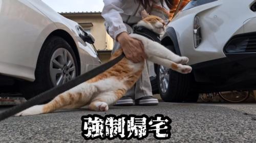 抱っこされる猫
