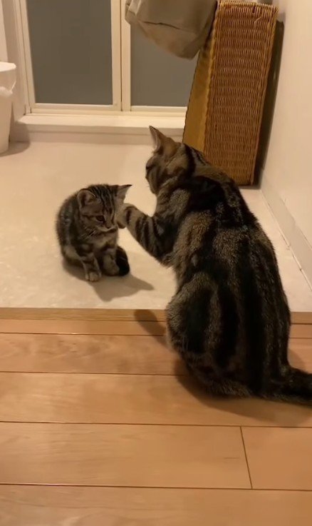 向かい合う2匹の猫