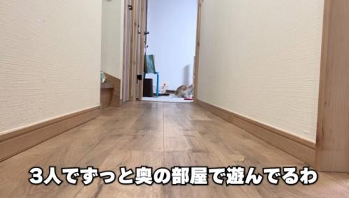 部屋で遊ぶ猫