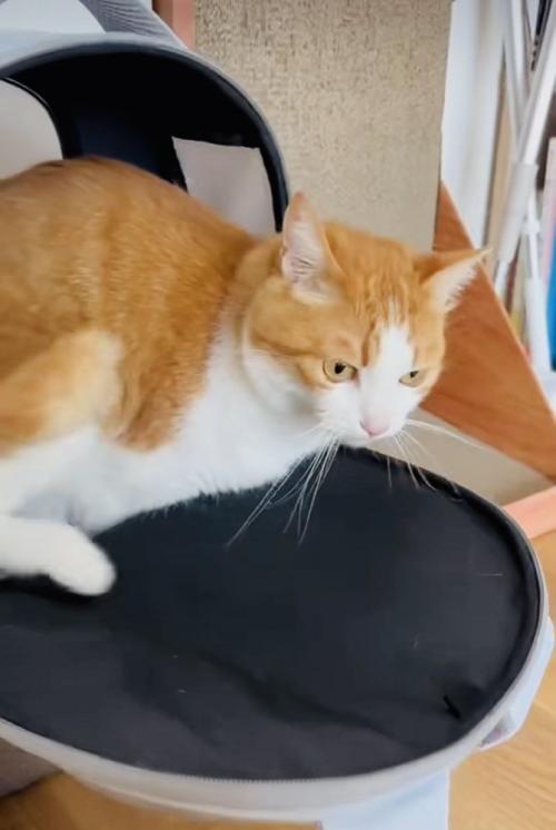 猫用キャリーに入る茶白猫