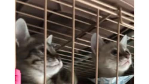 ケージの中の子猫