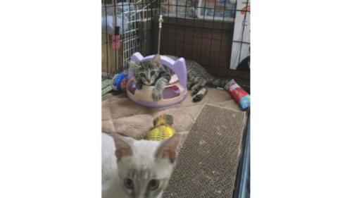 室内にいる猫