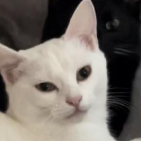 毛布の上でくつろぐ『双子の猫』を見ていると…シンクロする『ふたりの動き』が可愛すぎると反響「すごいｗ」「ナイスシンクロｗ」